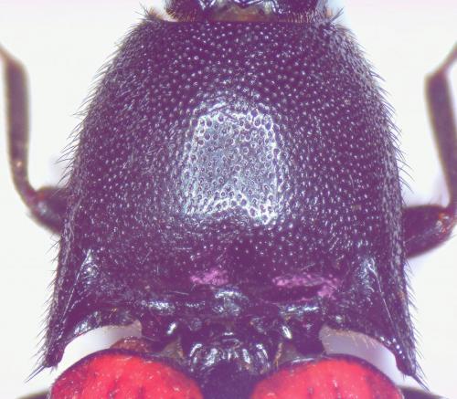 Ampedus sp.